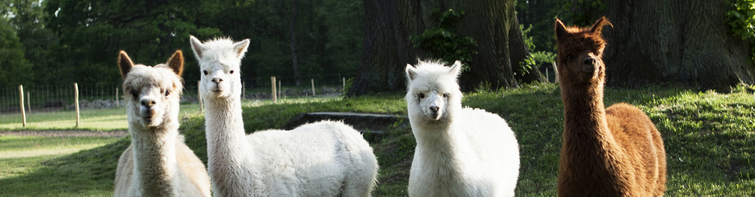 Mentions_legalesLight